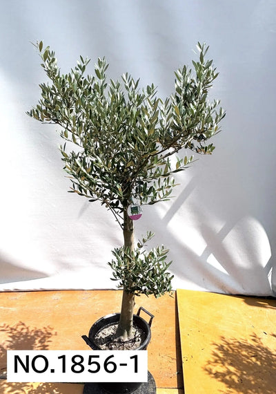 NEW【人気・直立型】ミッション（オリーブの木）〈大型商品〉｜約180cm｜XLサイズ｜No.1856 株式会社鶴亀園