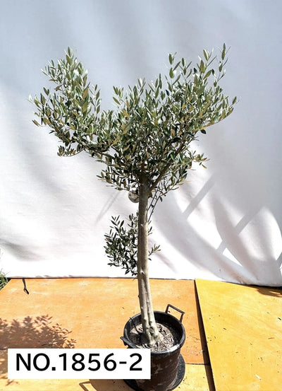 NEW【人気・直立型】ミッション（オリーブの木）〈大型商品〉｜約180cm｜XLサイズ｜No.1856 株式会社鶴亀園