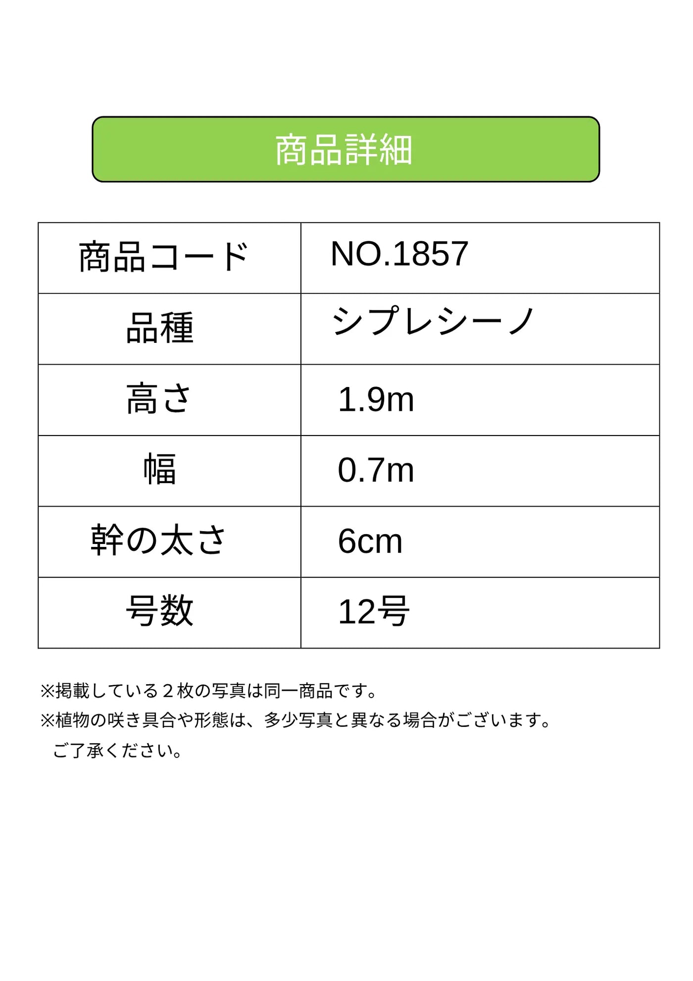 NEW【人気・初心者向き・シンボル向き】シプレシーノ（オリーブの木）〈大型商品〉｜約190cm｜XLサイズ｜No.1857 株式会社鶴亀園