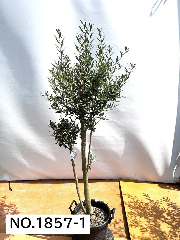 NEWシプレシーノ（オリーブの木）｜大型商品｜NO.1857｜約190cm｜人気