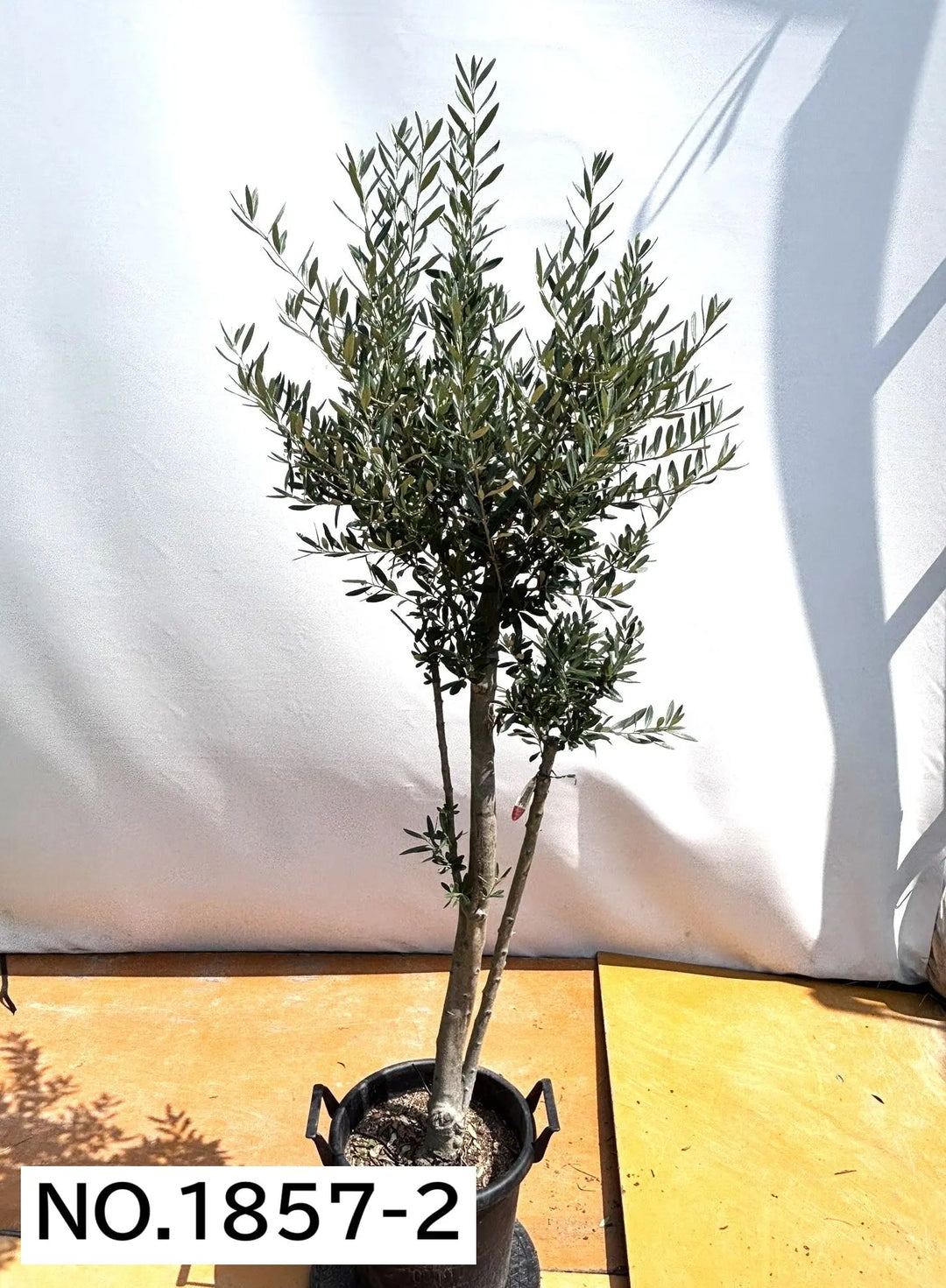 NEWシプレシーノ（オリーブの木）｜大型商品｜NO.1857｜約190cm｜人気