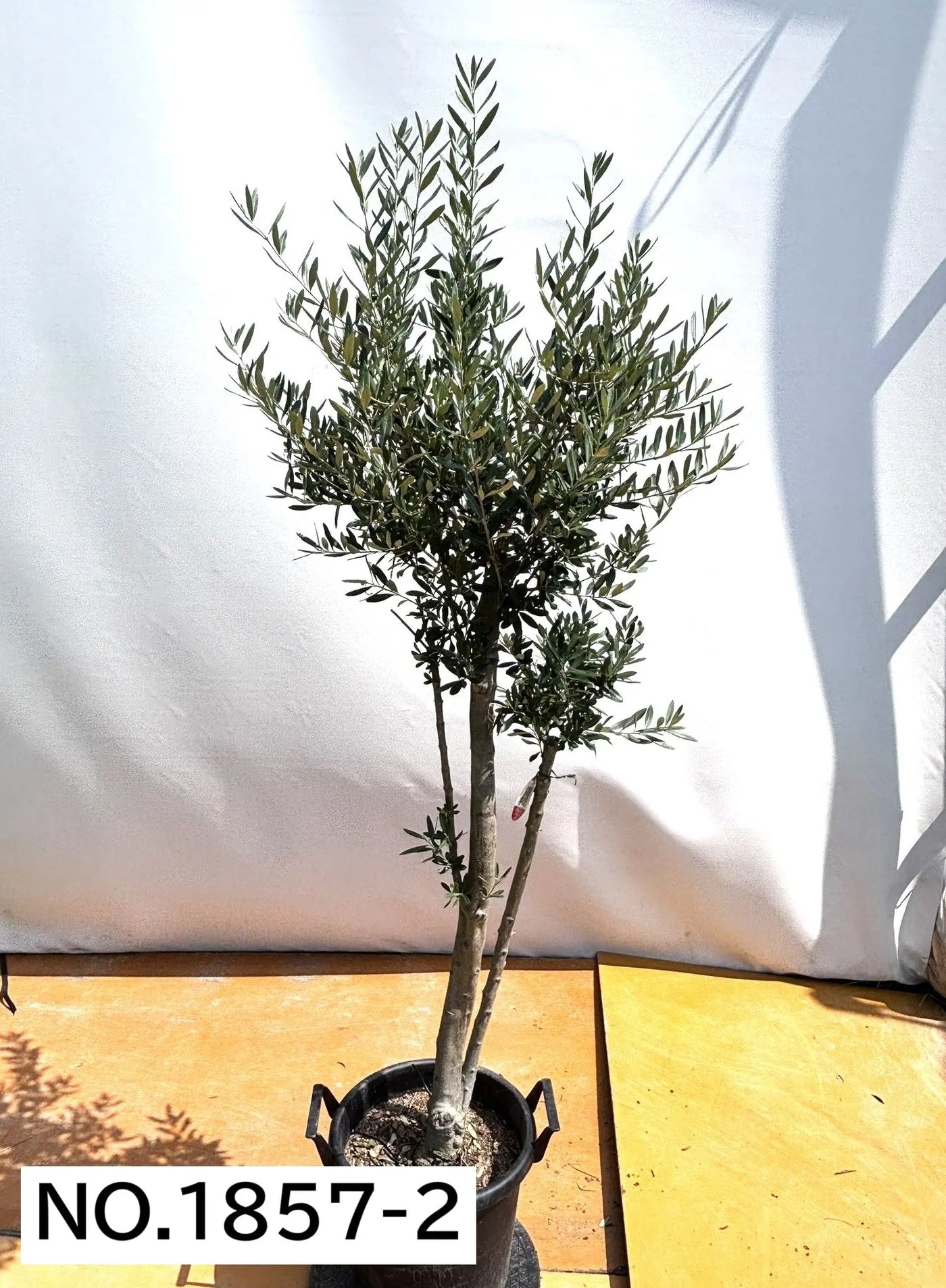 NEW【人気・初心者向き・シンボル向き】シプレシーノ（オリーブの木）〈大型商品〉｜約190cm｜XLサイズ｜No.1857 株式会社鶴亀園