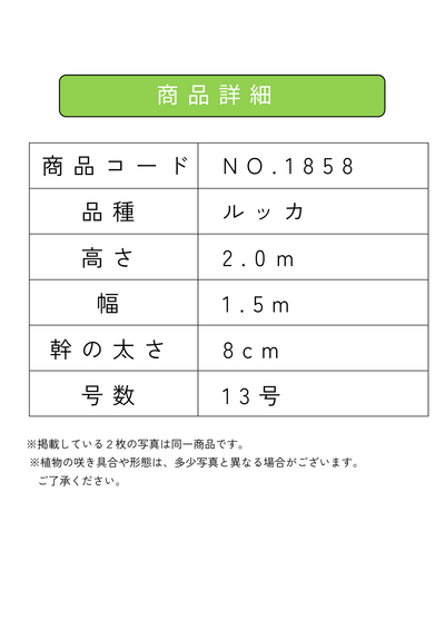 【法人限定】ルッカ（オリーブの木）｜XL｜NO.1858｜約200cm｜人気・寒冷地OK 株式会社鶴亀園