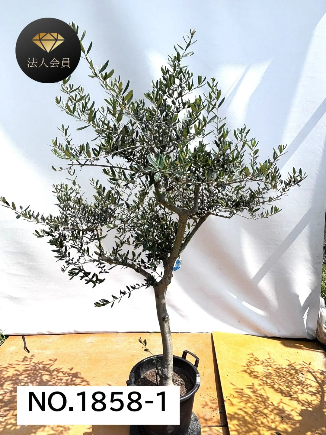 【引取り限定】オリーブの木 中型⭐︎古木⭐︎約160cm オリーブの木【引取り限定】