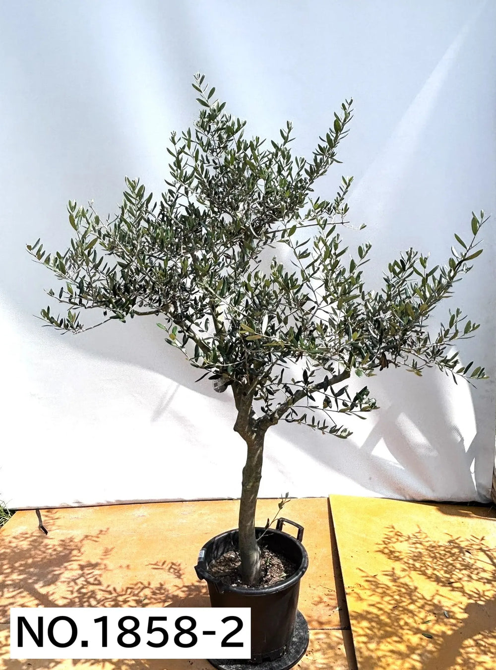 オリーブの木（全商品）｜写真の木をそのままお届け［現品販売］｜鶴亀