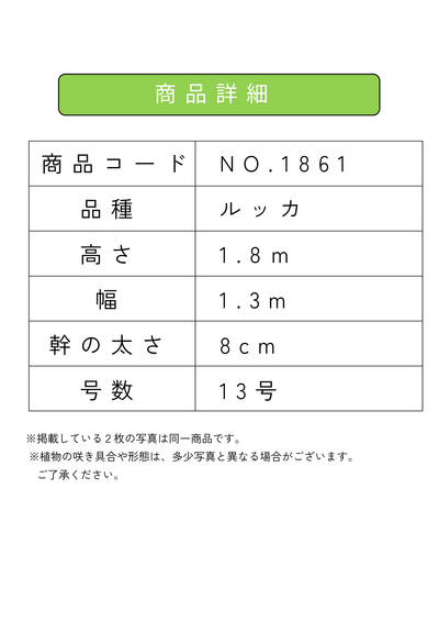【法人限定】ルッカ（オリーブの木）｜XL｜NO.1861｜約180cm｜人気・寒冷地OK 株式会社鶴亀園