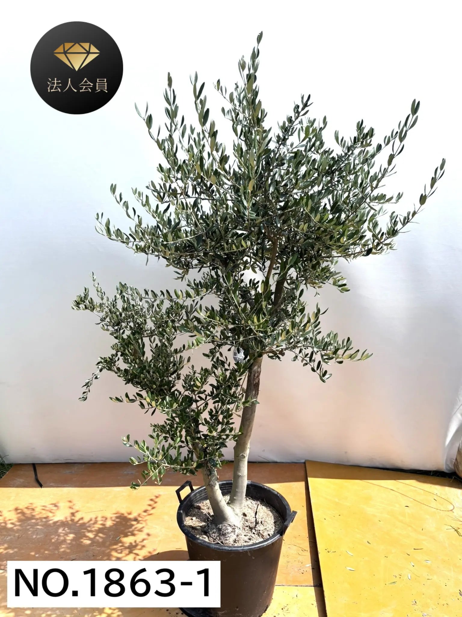 【引取り限定】オリーブの木 中型⭐︎古木⭐︎約160cm 引取り限定】オリーブの木 中型⭐︎古木⭐︎約160cm