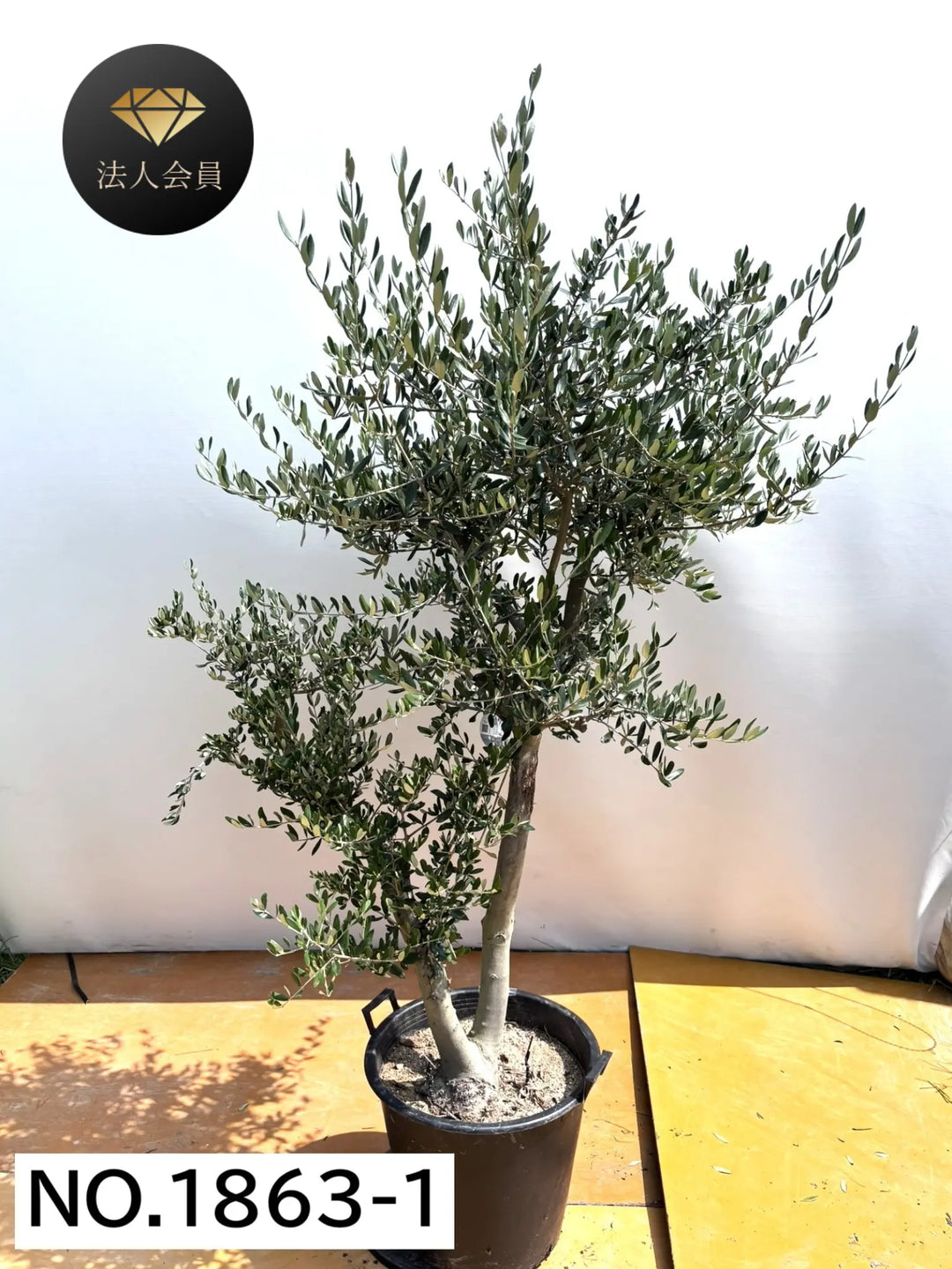 【引取り限定】オリーブの木 中型⭐︎古木⭐︎約160cm 風格ある古木オリーブ - 株式会社鶴亀園