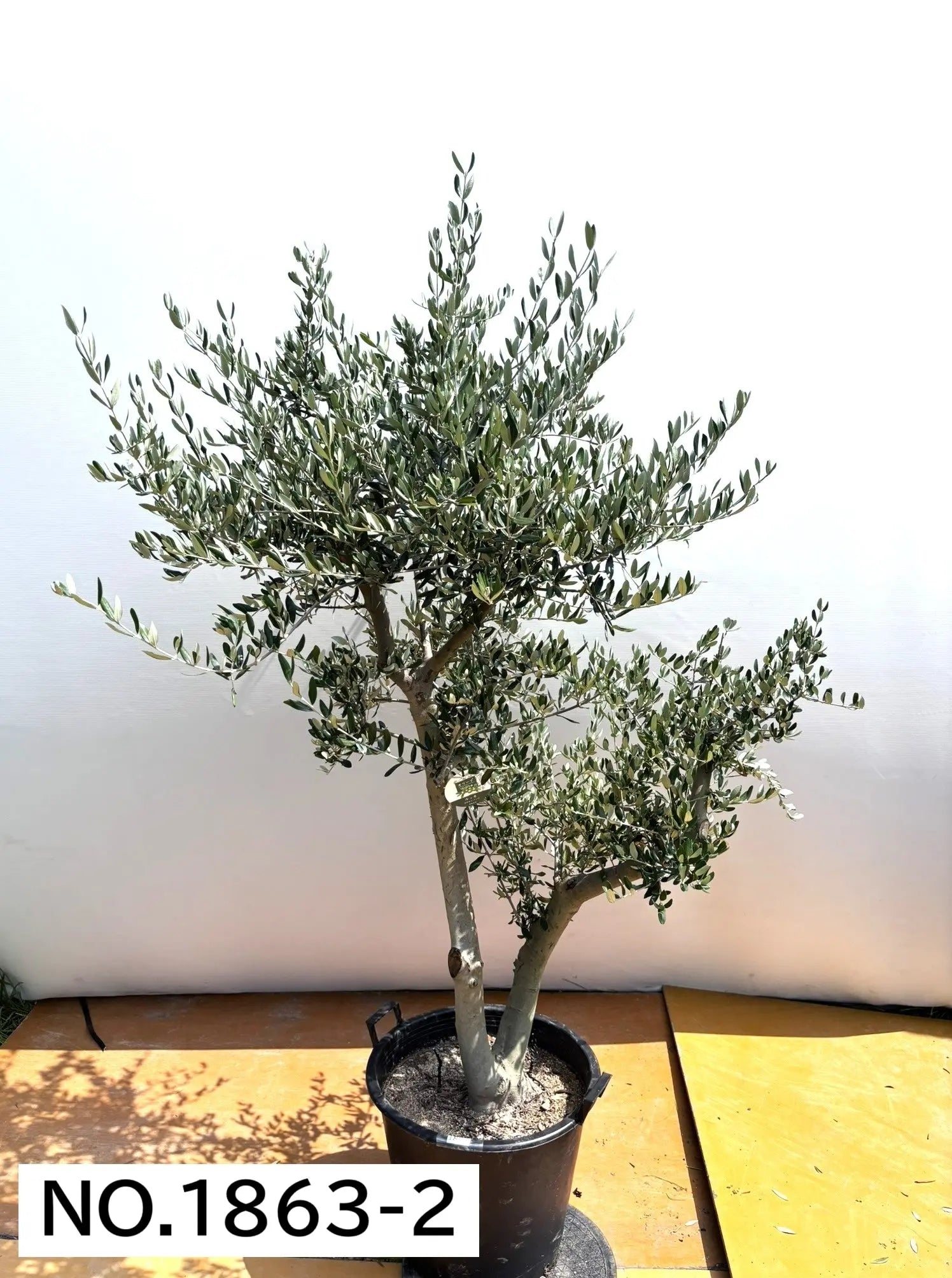 法人限定】ルッカ（オリーブの木）｜XL｜NO.1863｜約200cm｜人気・寒冷