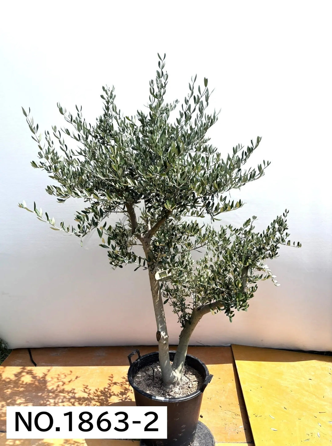 オリーブの木　ルッカ　10号　約200cm　NO.621　人気品種　現品掲載 オリーブの木 ルッカ 10号 約200cm NO.621 人気品種 現品掲載