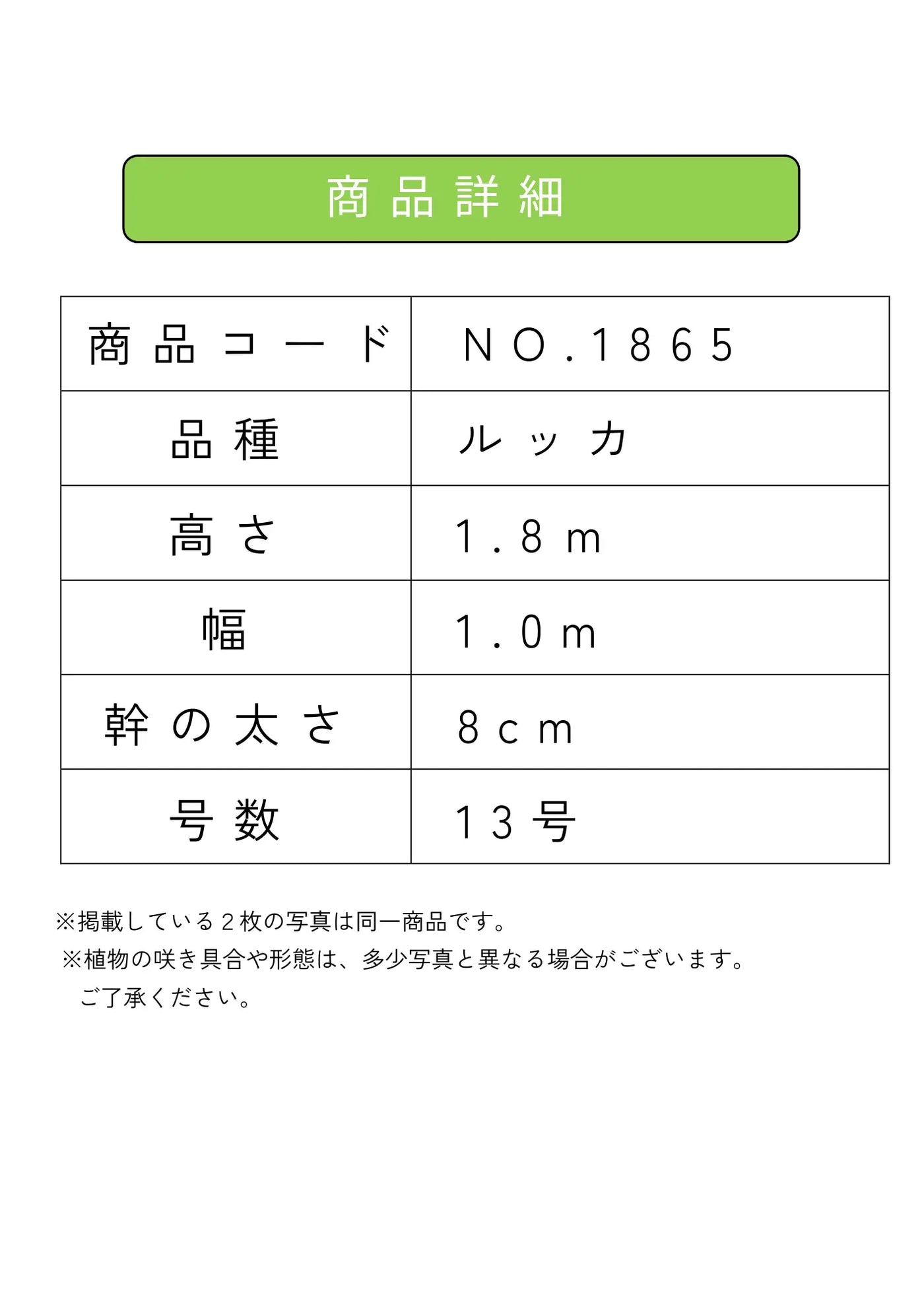 NEW【人気・寒冷地OK】ルッカ（オリーブの木）〈大型商品〉｜約180cm｜XLサイズ｜No.1865 株式会社鶴亀園