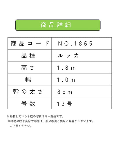 NEW【人気・寒冷地OK】ルッカ（オリーブの木）〈大型商品〉｜約180cm｜XLサイズ｜No.1865 株式会社鶴亀園