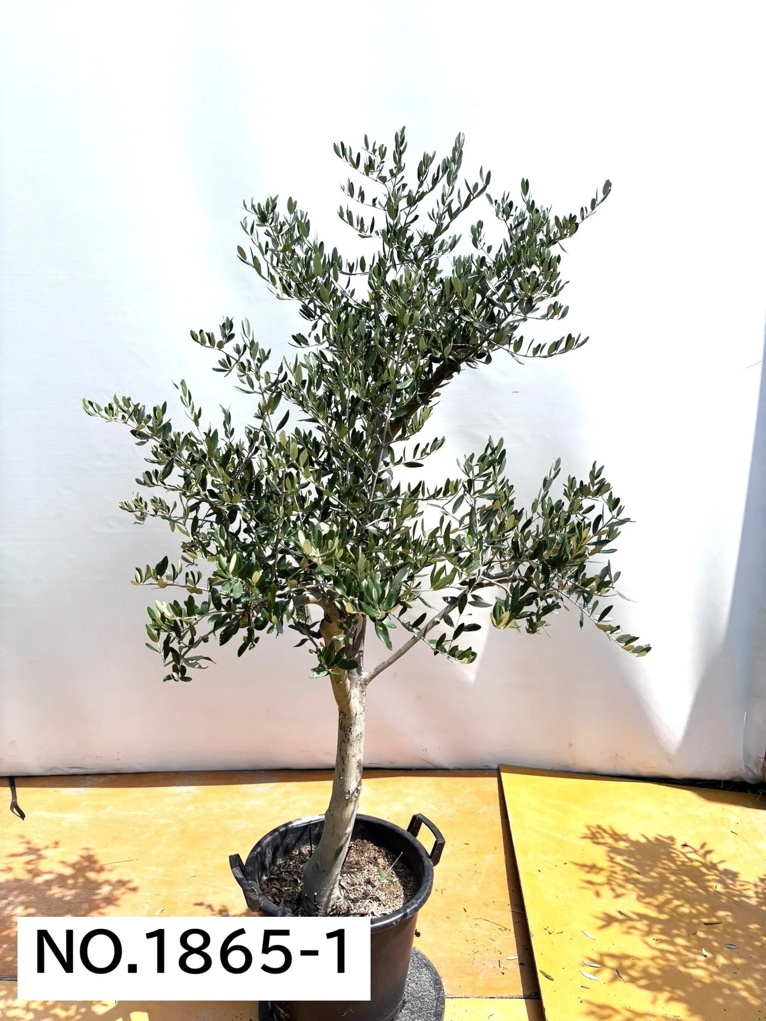 極太　オリーブの木　ルッカ ルッカ（オリーブの木）｜大型商品｜NO.1865｜約180cm｜人気・寒冷地OK