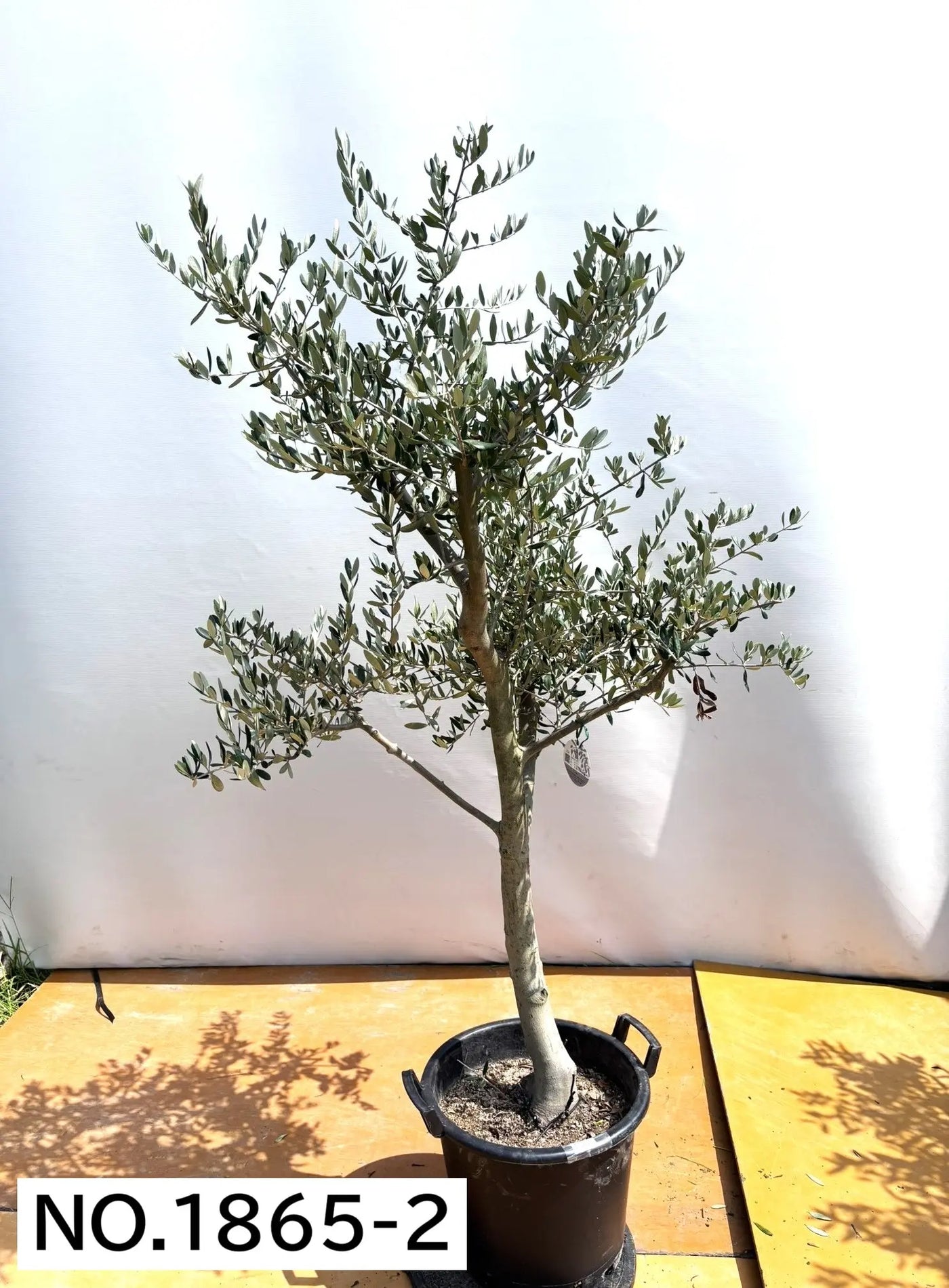 NEW【人気・寒冷地OK】ルッカ（オリーブの木）〈大型商品〉｜約180cm｜XLサイズ｜No.1865 株式会社鶴亀園