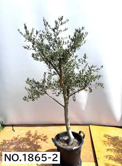 NEW【人気・寒冷地OK】ルッカ（オリーブの木）〈大型商品〉｜約180cm｜XLサイズ｜No.1865 株式会社鶴亀園