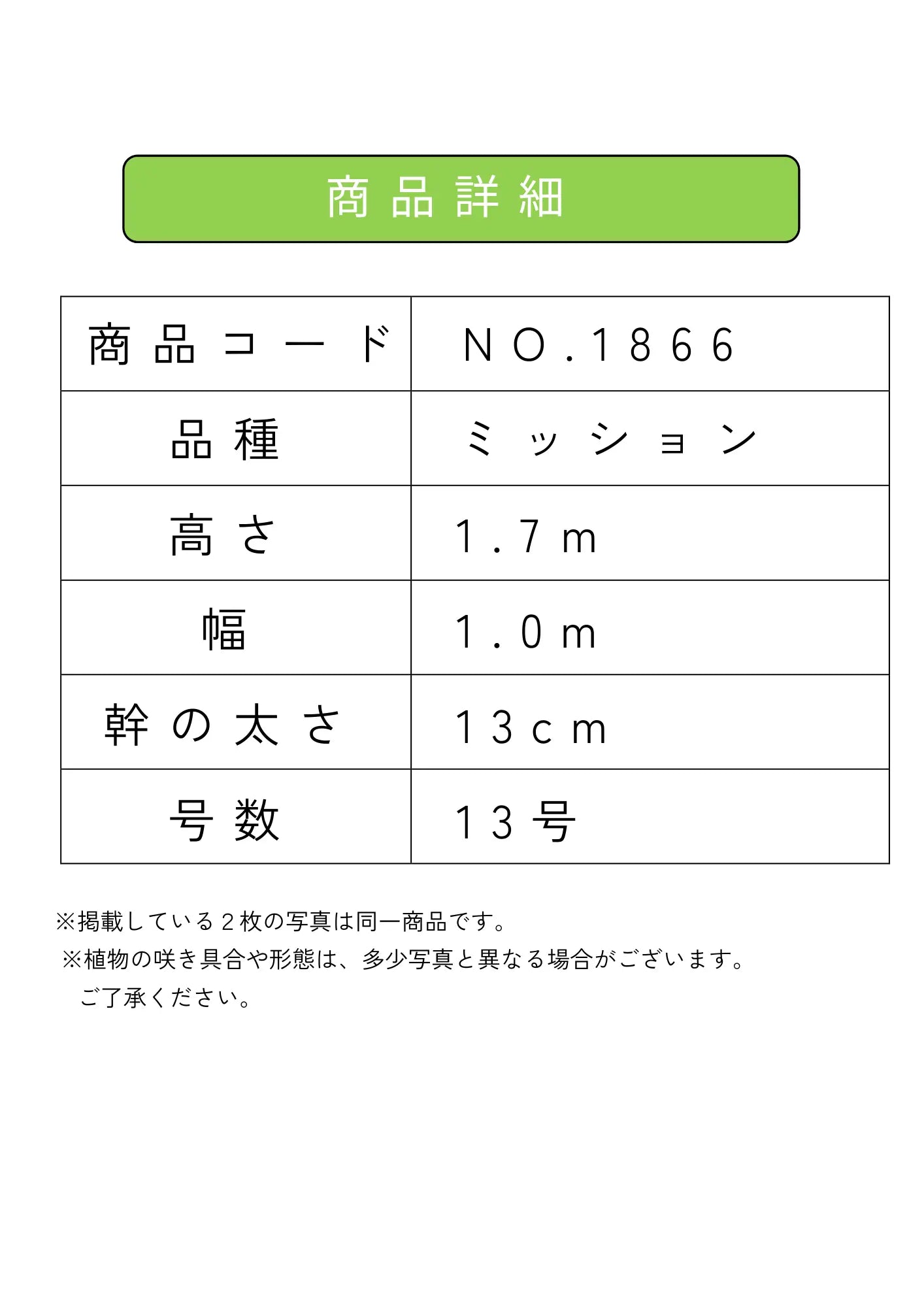 オリーブの木　ミッション　約170cm　NO.1866　大型　現品掲載　人気品種 NEWミッション（オリーブの木）｜大型商品｜NO.1866 ｜約170cm