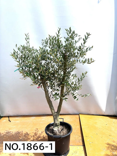 NEW【人気・直立型】ミッション（オリーブの木）〈大型商品〉｜約170cm｜XLサイズ｜No.1866 株式会社鶴亀園