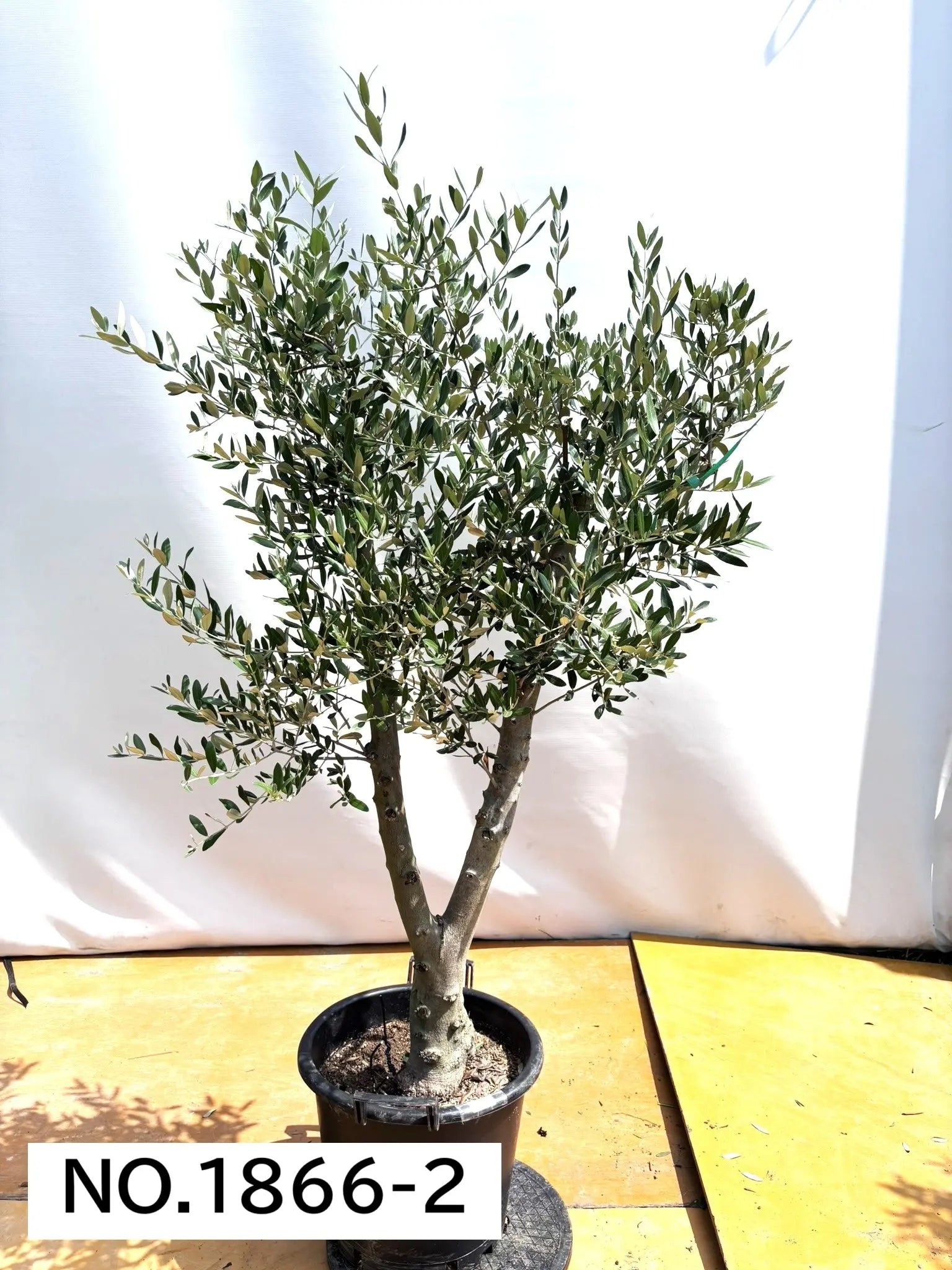 1 オリーブの木　ミッション NEWミッション（オリーブの木）｜大型商品｜NO.1866 ｜約170cm｜人気