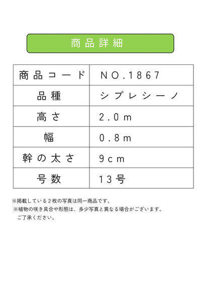 【法人限定】シプレシーノ（オリーブの木） XL｜約200cm｜No.1867｜初心者・シンボルツリー向け 株式会社鶴亀園