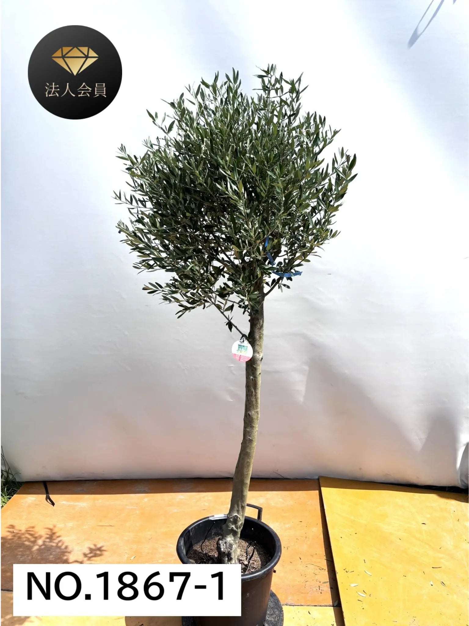 法人限定】シプレシーノ（オリーブの木） XL｜約200cm｜No.1867