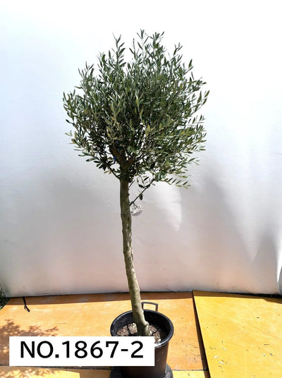 【法人限定】シプレシーノ（オリーブの木） XL｜約200cm｜No.1867｜初心者・シンボルツリー向け 株式会社鶴亀園