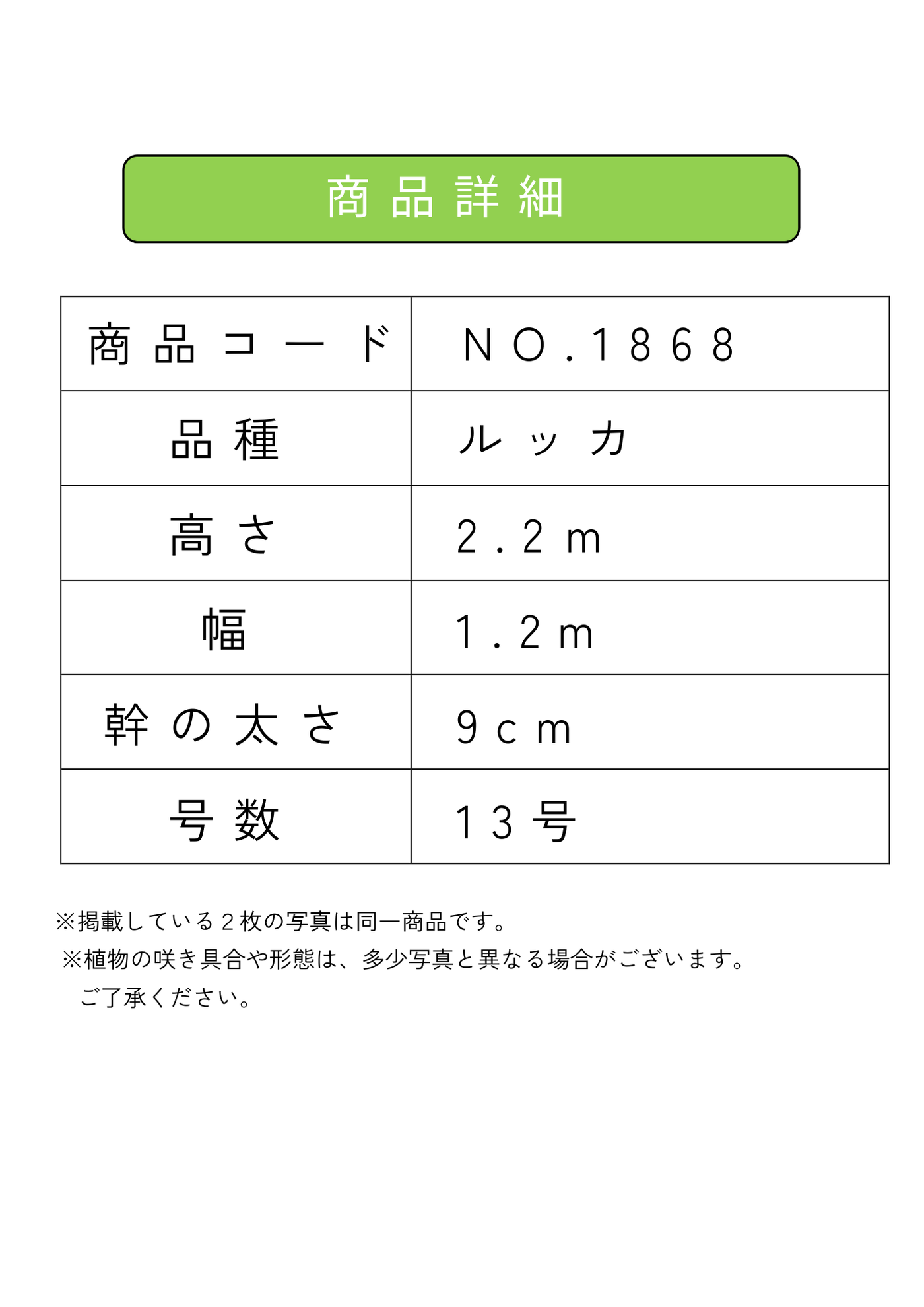 【法人限定】ルッカ（オリーブの木）｜XL｜NO.1868｜約220cm｜人気・寒冷地OK 株式会社鶴亀園