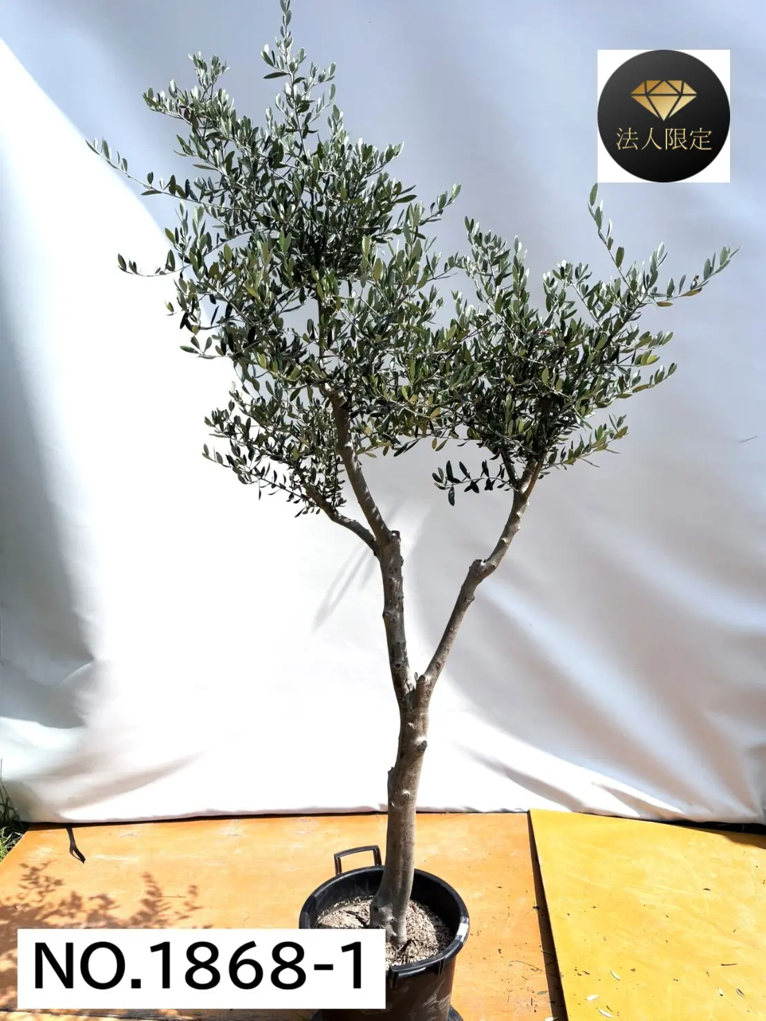【法人限定】ルッカ（オリーブの木）｜XL｜NO.1868｜約220cm｜人気・寒冷地OK