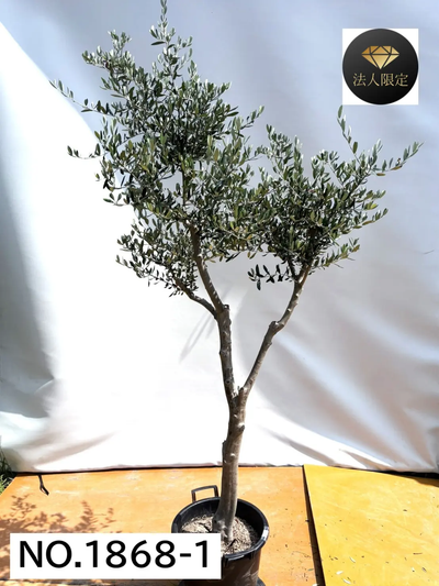 【法人限定】ルッカ（オリーブの木）｜XL｜NO.1868｜約220cm｜人気・寒冷地OK