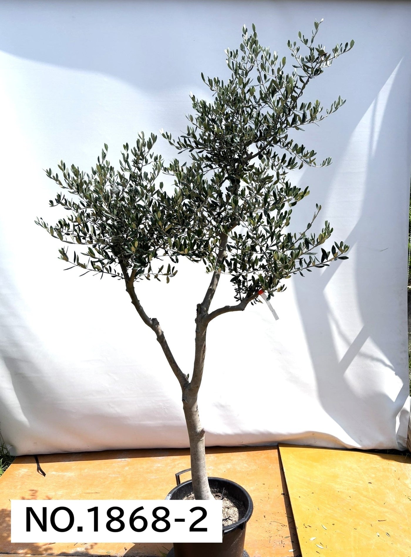 【法人限定】ルッカ（オリーブの木）｜XL｜NO.1868｜約220cm｜人気・寒冷地OK 株式会社鶴亀園