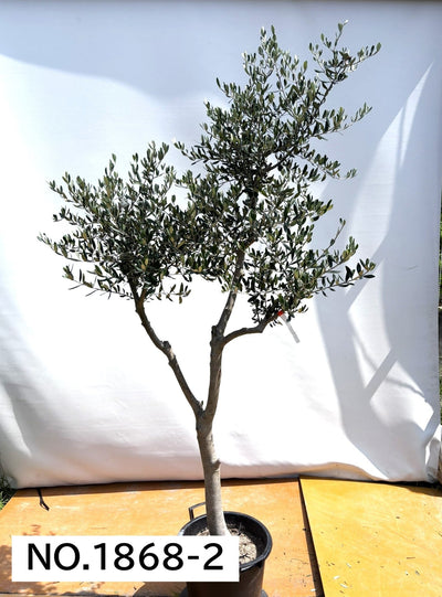 【法人限定】ルッカ（オリーブの木）｜XL｜NO.1868｜約220cm｜人気・寒冷地OK 株式会社鶴亀園
