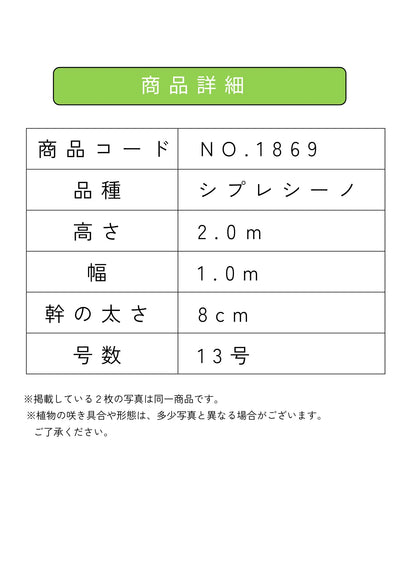 【法人限定】シプレシーノ（オリーブの木） XL｜約200cm｜No.1869｜初心者・シンボルツリー向け 株式会社鶴亀園