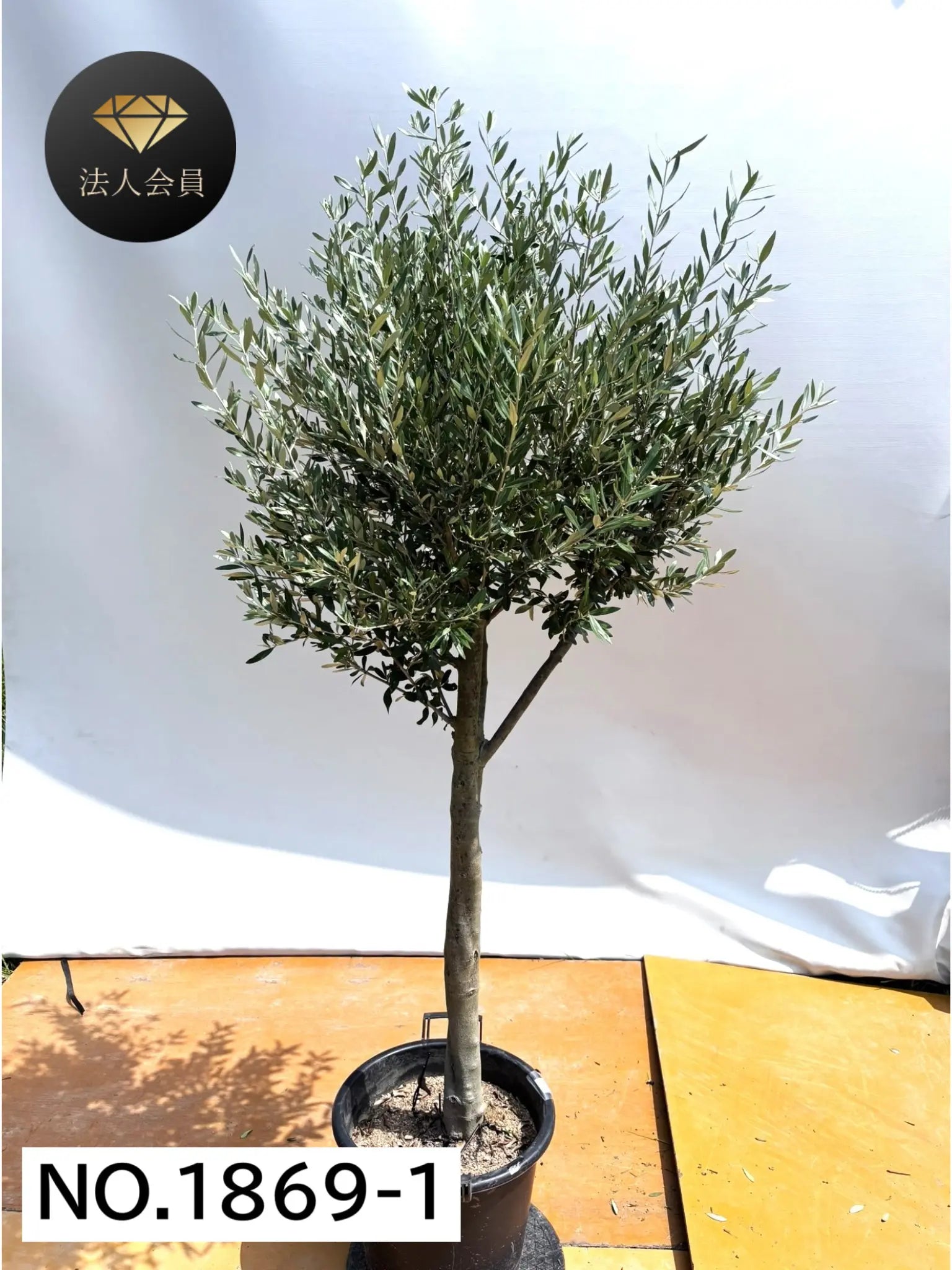 オリーブの木　シプレシーノ　約180cm　NO.1936　大型　現品掲載　古木 オリーブの木 シプレシーノ 約180cm NO.1936 大型 現品掲載 古木