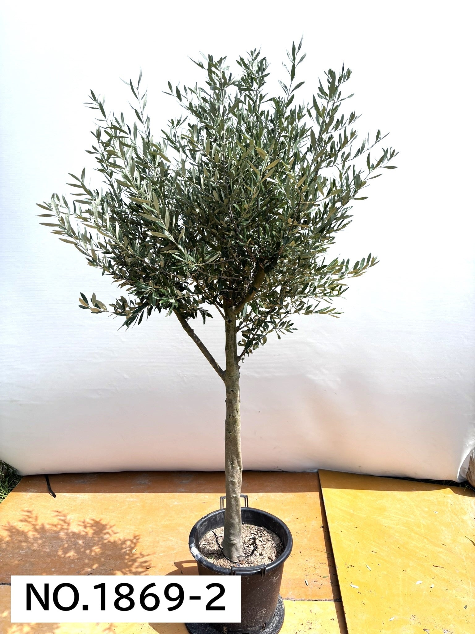 オリーブの木　シプレシーノ　約200cm　NO.1737　大型　現品掲載 オリーブの木 シプレシーノ 約200cm NO.1737 大型 現品掲載