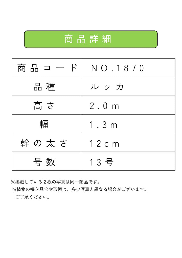 法人限定】ルッカ（オリーブの木）｜XL｜NO.1870｜約200cm｜人気・寒冷