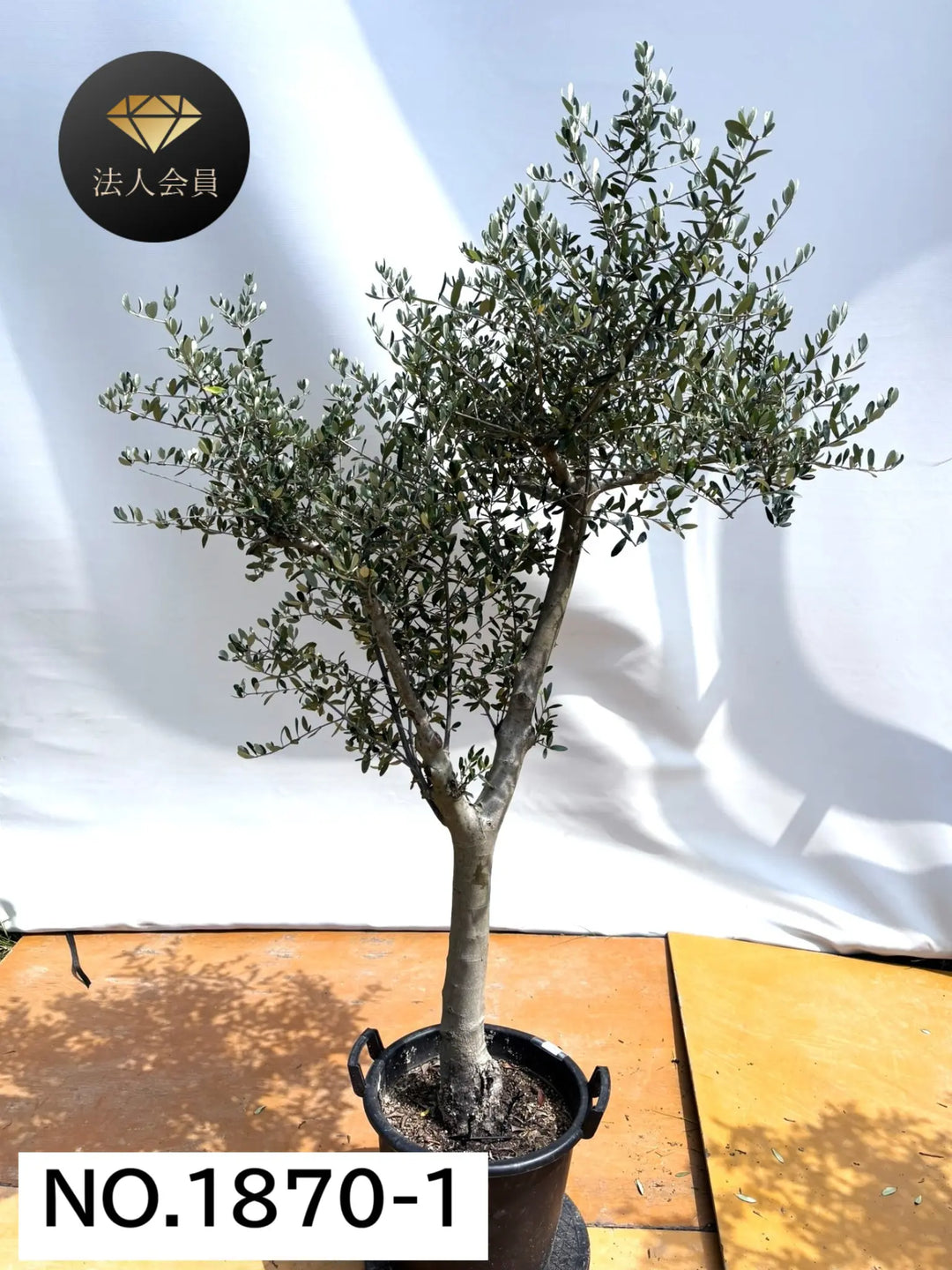 法人限定】ルッカ(オリーブの木)|XL|NO.1870|約200cm|人気・寒冷 法人限定】ルッカ(オリーブの木)|XL|NO.1870|約200cm|人気・寒冷