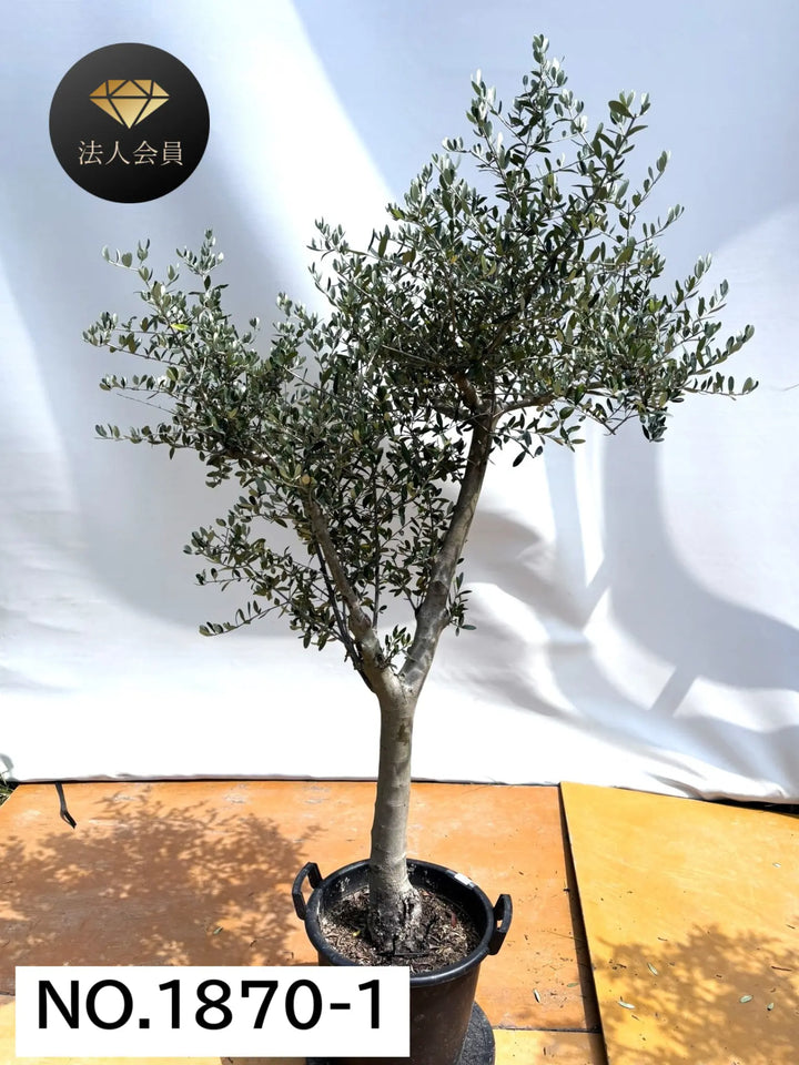 オリーブの木　ルッカ　盆栽風　6号　約35cm　NO.797　人気品種　現品掲載 NEWルッカ（オリーブの木）【盆栽風】｜XSサイズ｜NO.10788｜約28cm