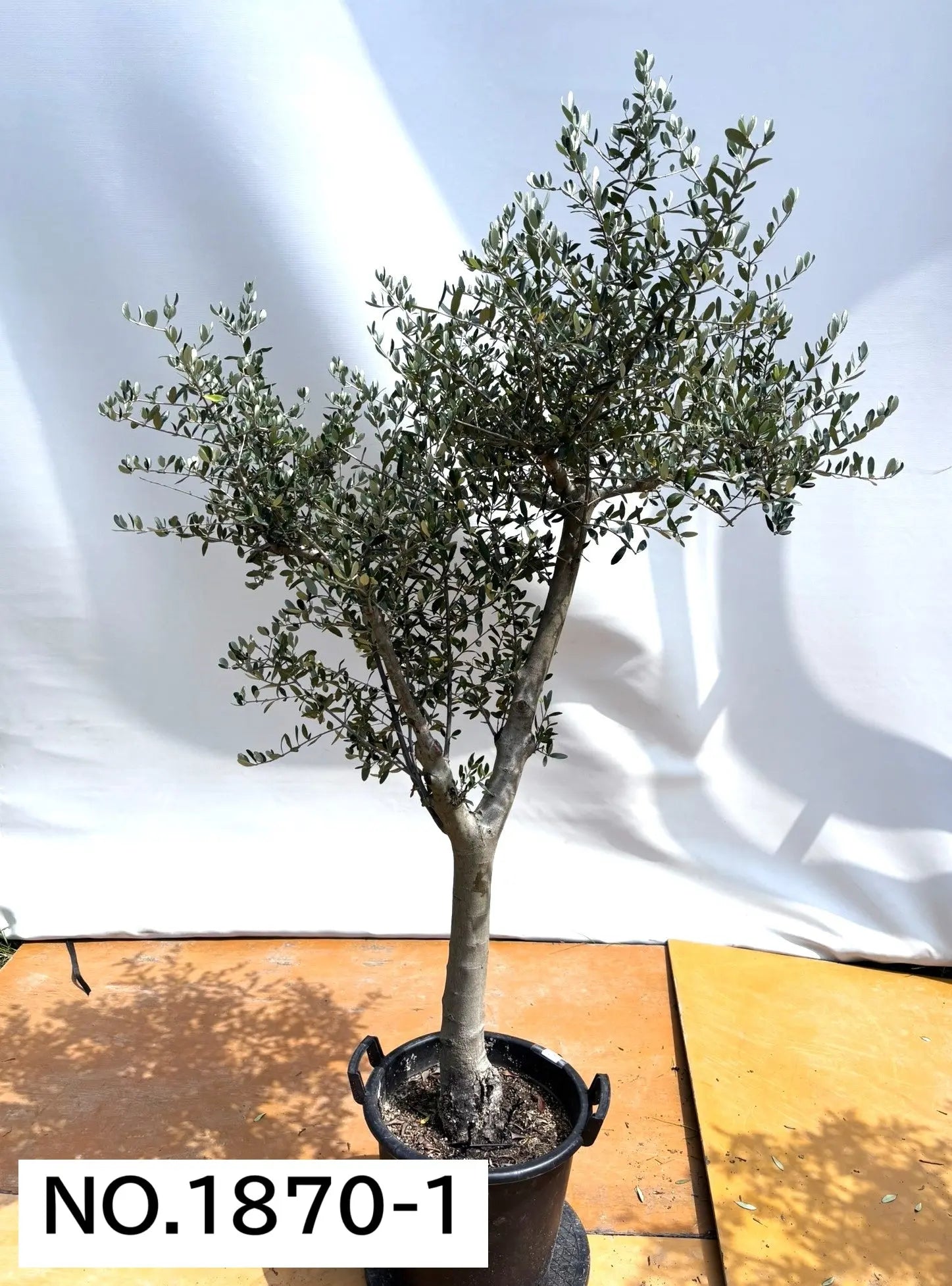 オリーブの木,た植物/観葉植物ルッカ『特大、綺麗な樹形。幹太❗️樹高約200㌢ オリーブの木,た植物/観葉植物ルッカ『特大、綺麗な樹形。樹高約