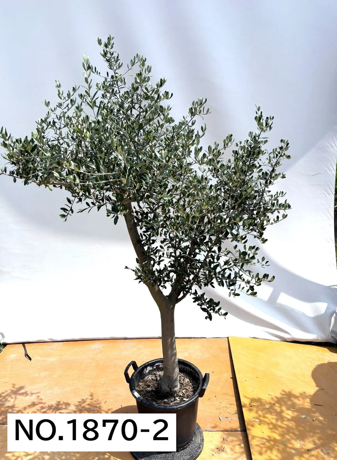 can様オリーブの木　ルッカ　約130cm　NO.2011　大型　人気品種 ルッカ Lサイズ 約140cm K-168 オリーブの木 人気品種 - 株式会社鶴亀園