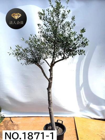 【法人限定】ネバディロブランコ（オリーブの木）｜XL｜NO.1871｜約230cm｜人気・開帳型 株式会社鶴亀園