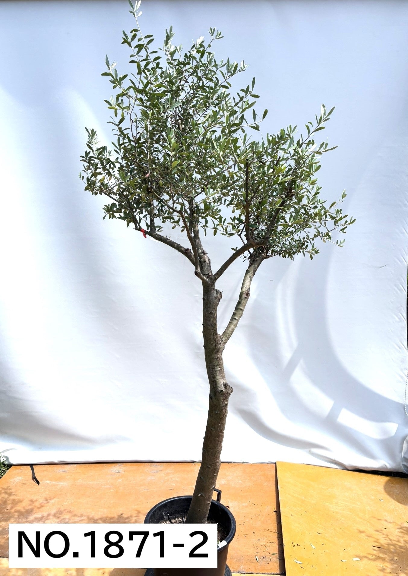 【法人限定】ネバディロブランコ（オリーブの木）｜XL｜NO.1879｜約200cm｜人気・開帳型 株式会社鶴亀園