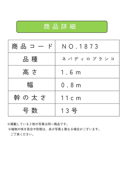 NEW【人気・開帳型】ネバディロブランコ（オリーブの木）〈大型商品〉｜約160cm｜XLサイズ｜No.1873 株式会社鶴亀園