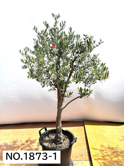 NEW【人気・開帳型】ネバディロブランコ（オリーブの木）〈大型商品〉｜約160cm｜XLサイズ｜No.1873 株式会社鶴亀園