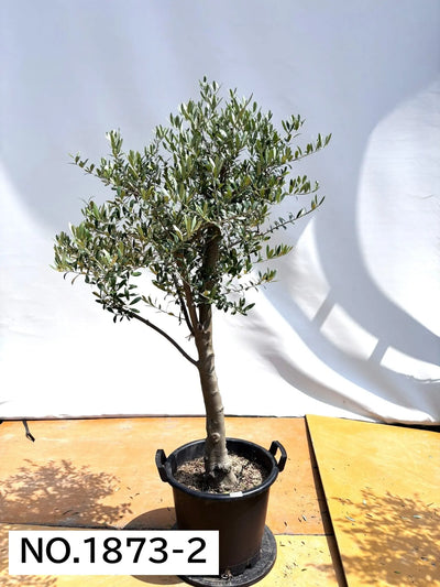 NEW【人気・開帳型】ネバディロブランコ（オリーブの木）〈大型商品〉｜約160cm｜XLサイズ｜No.1873 株式会社鶴亀園