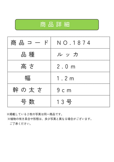 NEW【人気・寒冷地OK】ルッカ（オリーブの木）〈大型商品〉｜約200cm｜XLサイズ｜No.1874 株式会社鶴亀園