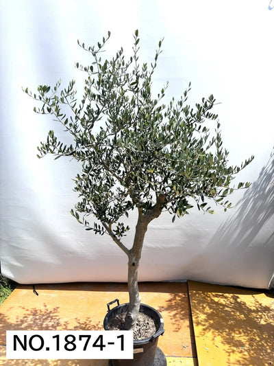 NEW【人気・寒冷地OK】ルッカ（オリーブの木）〈大型商品〉｜約200cm｜XLサイズ｜No.1874 株式会社鶴亀園