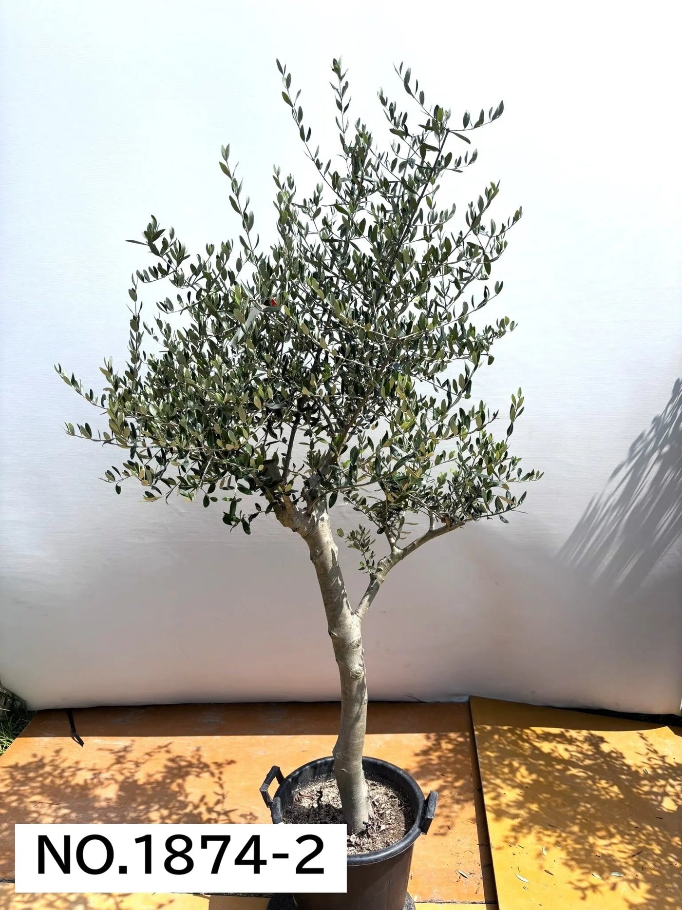 NEW【人気・寒冷地OK】ルッカ（オリーブの木）〈大型商品〉｜約200cm｜XLサイズ｜No.1874 株式会社鶴亀園