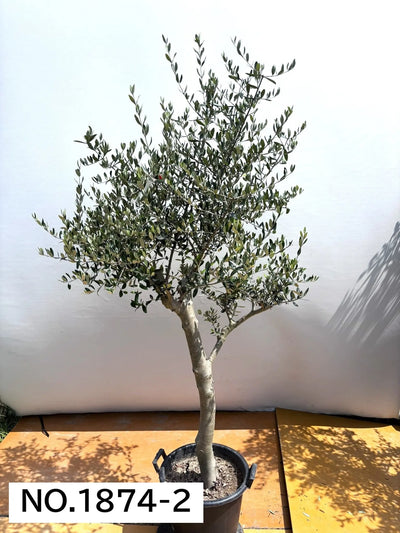 NEW【人気・寒冷地OK】ルッカ（オリーブの木）〈大型商品〉｜約200cm｜XLサイズ｜No.1874 株式会社鶴亀園