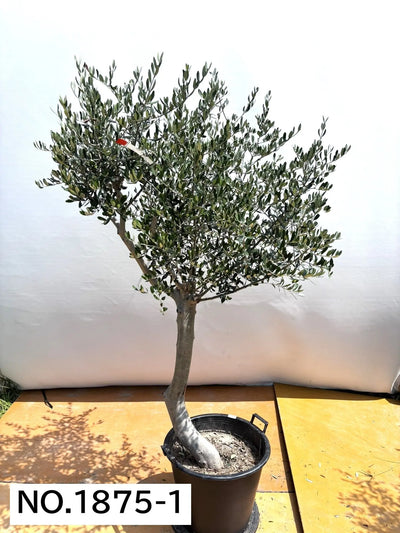 NEW【人気・寒冷地OK】ルッカ（オリーブの木）〈大型商品〉｜約190cm｜XLサイズ｜No.1875 株式会社鶴亀園
