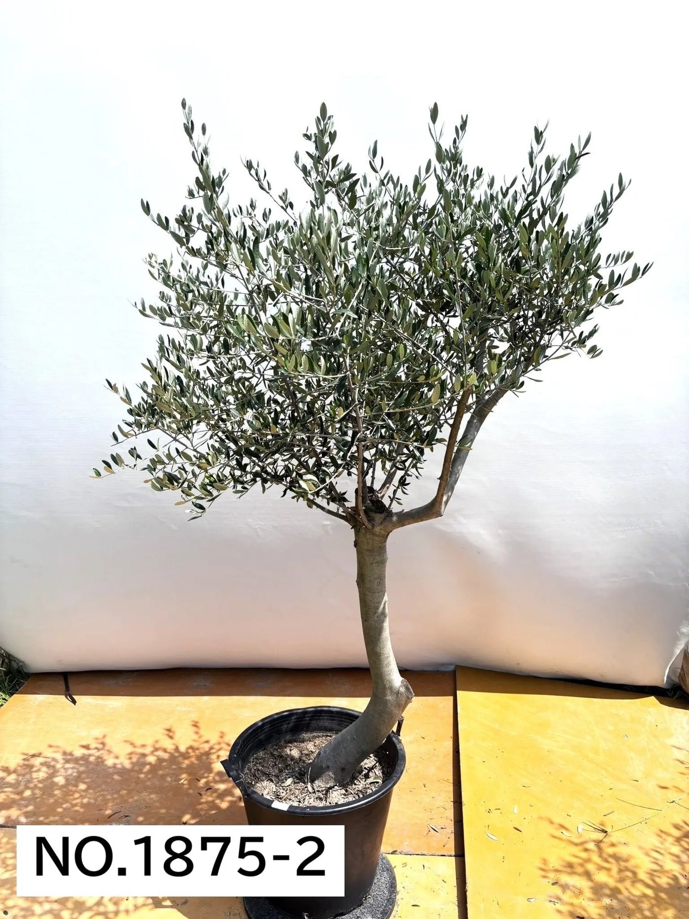 NEW【人気・寒冷地OK】ルッカ（オリーブの木）〈大型商品〉｜約190cm｜XLサイズ｜No.1875 株式会社鶴亀園