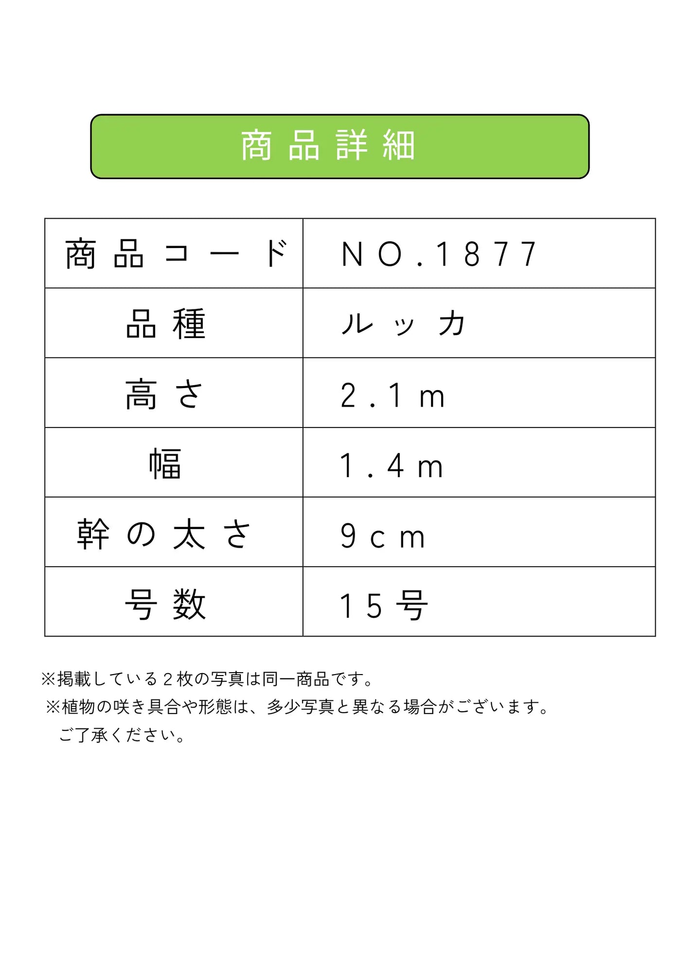 【法人限定】ルッカ（オリーブの木）｜XL｜NO.1877｜約210cm｜人気・寒冷地OK 株式会社鶴亀園